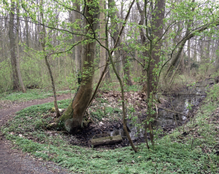 Fleckentour Hagenburg „Knick“ / Schlosswald
