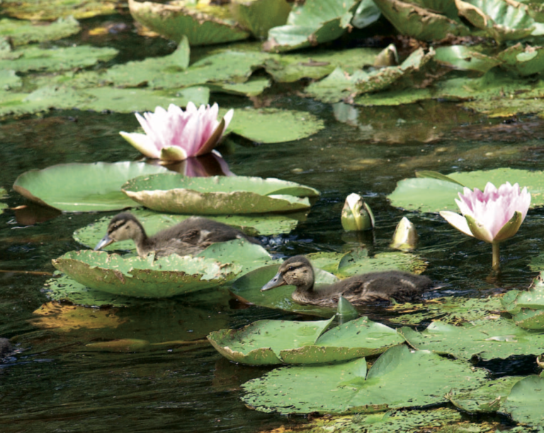 Fleckentour Hagenburg Moorgarten